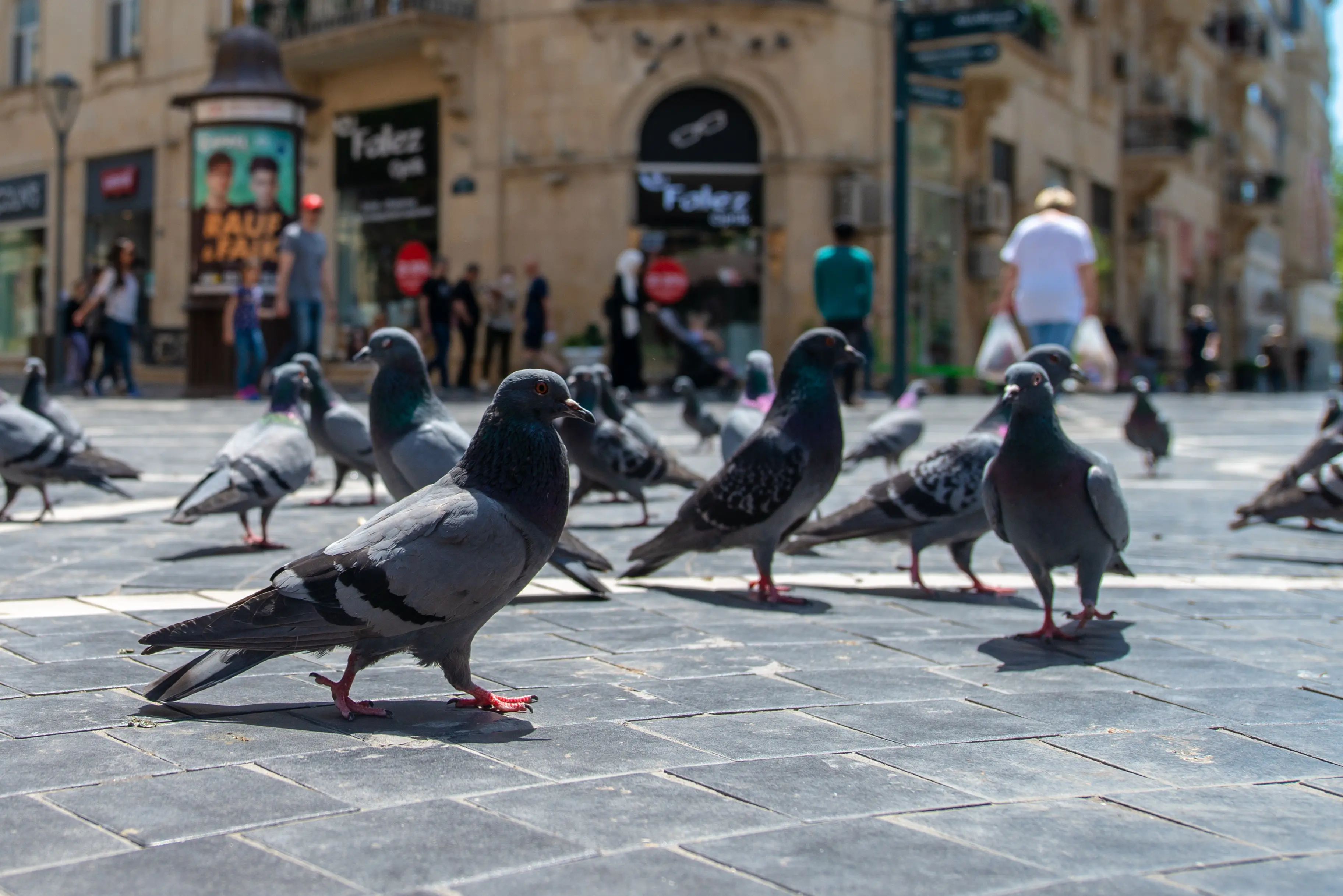 Nizami Street shopping stores and a man with his shopping bags crossing the street through a group of cute pigeons.